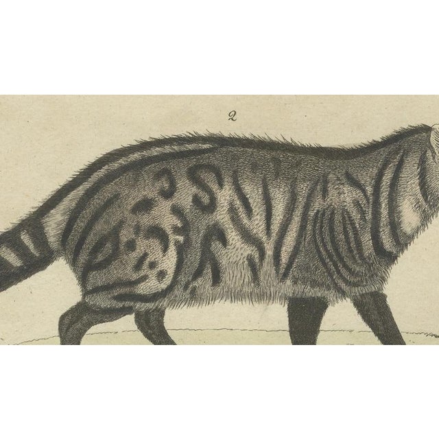 Early 19th Century Antique Asian Civets & Kopi Luwak Natural History Engraving Bertuch, 1820 For Sale - Image 5 of 10