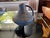 Ceramic Ankara Vase by Carsten Tonnieshof, Germany, 1960, in Flawless conditions. Designed 1960 to 1969 This piece has an...