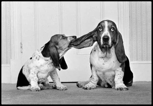 Arthur Steel: Lend Me Your Ear, Limited Edition Photograph 16 X 12”