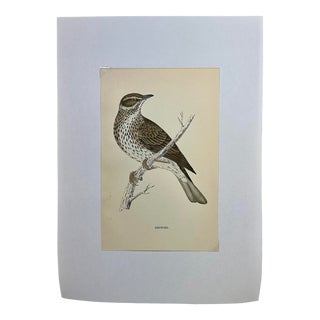 Antique Hand Tinted Bird Print From England Featuring a Brown & Tan Redwing - Circa 1888 For Sale