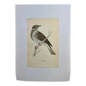 Antique Hand Tinted Bird Print From England Featuring a Brown & Tan Redwing - Circa 1888
