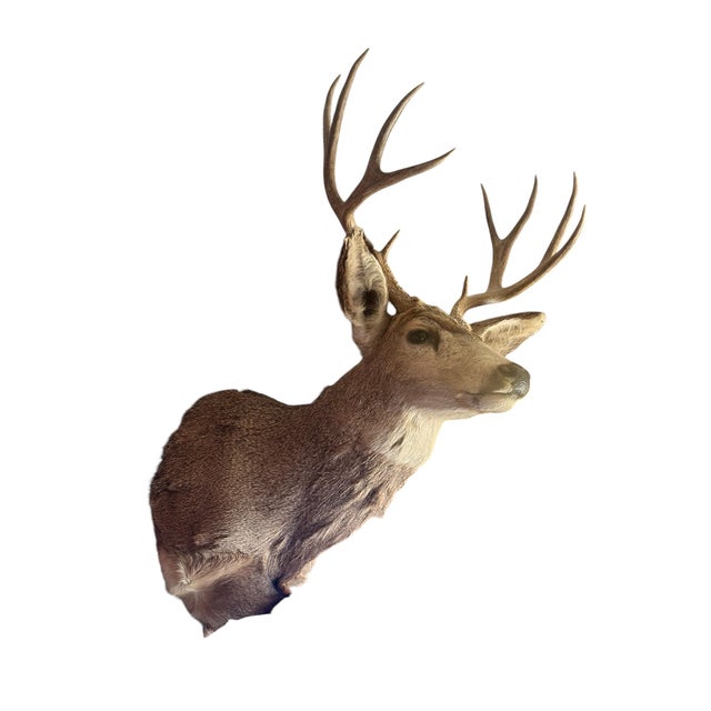 Vintage Mule Deer Taxidermy Shoulder Mount Accent your space with a wall mounted game animal. Dress up your lodge,...