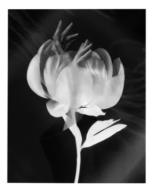 Blooming Hands Double Exposure Fine Art Photography, Edition of 20 2023