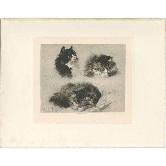 Title: "Three Studies of a Kitten" - Cats and Kittens by Henriette Ronner (1894) : "Three Studies of a Kitten" is a...