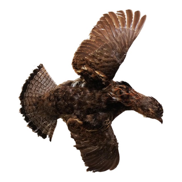Taxidermy Pheasant Hen Mid-Flight For Sale
