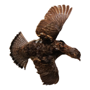 Taxidermy Pheasant Hen Mid-Flight