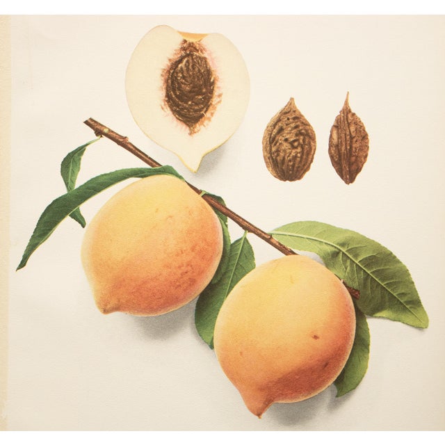 1900 - 1909 1900s U. P. Hedrick, Original Antique Photogravure of Imperial Peaches For Sale - Image 5 of 7