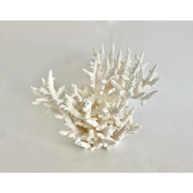 This rare natural Staghorn coral specimen features unusual cluster of branches with irregular sizes. With a cut and...