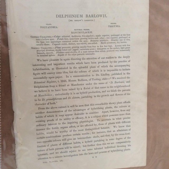 Late 19th Century Antique Botanicals Series - Set of 8 For Sale - Image 10 of 13