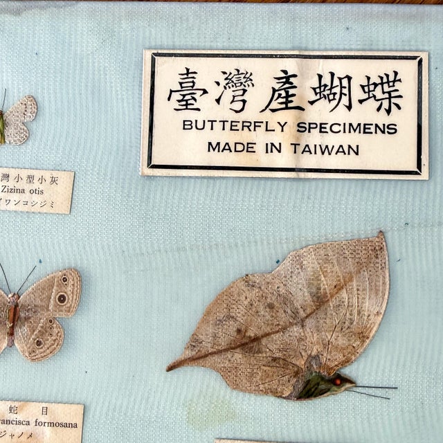 1960s Vintage 1960s–1970s Taiwanese Butterfly Specimen Entomology Display, 34” For Sale - Image 5 of 11