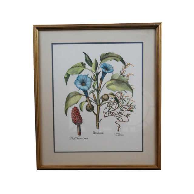 Pair of vintage framed botanical prints. Ediz. P.V. 21 - I - Cinera cum flore. Ediz. P.V. 17 - I – Stramonia / II – Halmus...