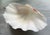 Cream Tridacna Giant Clam Shell Natural Large Vintage Decorative Piece 12.75" For Sale - Image 8 of 9