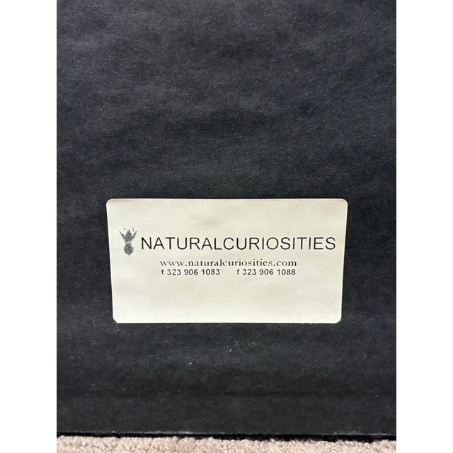 Natural Curiosities Sepia Botanical Floral Print in Dark Wood Frame For Sale In Charlotte - Image 6 of 7