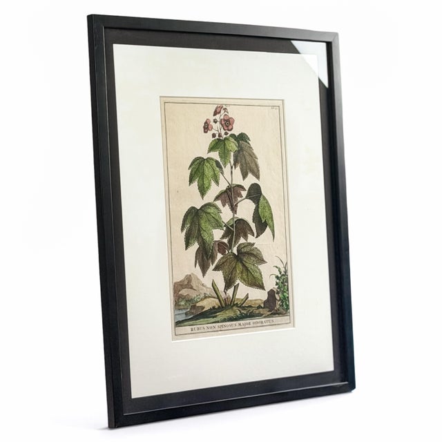 1696 Flowering Raspberry Hand-Colored Botanical Engraving by Abraham Munting For Sale - Image 4 of 8