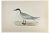 Alexander Francis Lydon, Gull-Billed Tern, Woodcut Print, 1870 For Sale