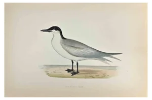 Alexander Francis Lydon, Gull-Billed Tern, Woodcut Print, 1870