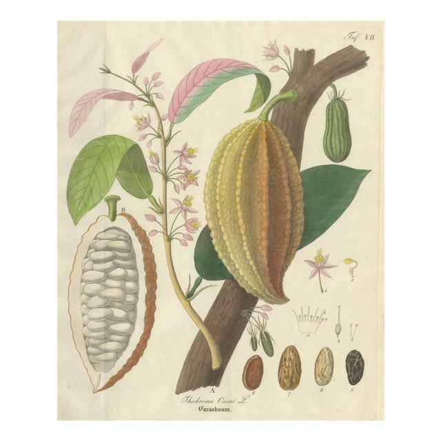 Theobroma Cacao, 1800s, Paper For Sale