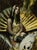 Siren in Green Gold by Nadezda | Oil on panel of a woman seated with a fan backdrop For Sale