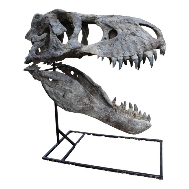Unknown, Tyrannosaurus Head Fossil for Museum, 1800s, Resin For Sale