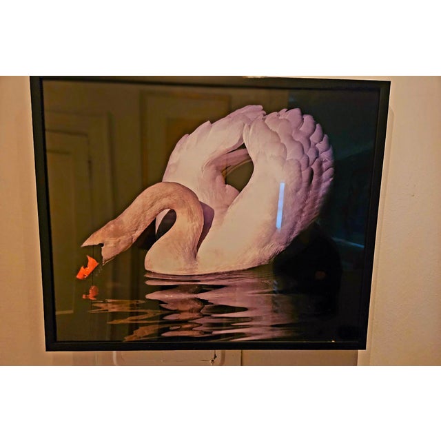 A pair of magnificent swan photographs, black simple flat matte black frames, 3/4" on the face, plexiglass on fronts