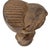 Brown Early 20th Century Songye Nkishi Power Fetish Figure For Sale - Image 8 of 9