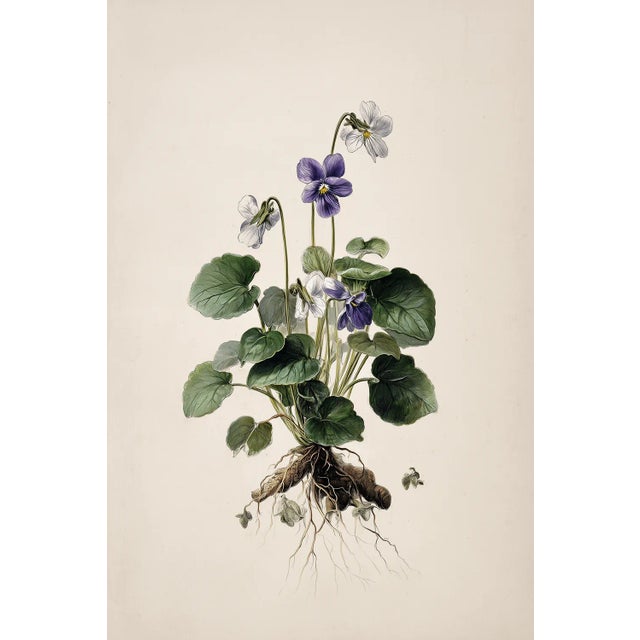 2020s Botanical Study of Wild Pansy With Root System – Fine Art Print For Sale - Image 5 of 5