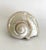 Mother of Pearl Turbo Marmoratus Shell For Sale - Image 9 of 9