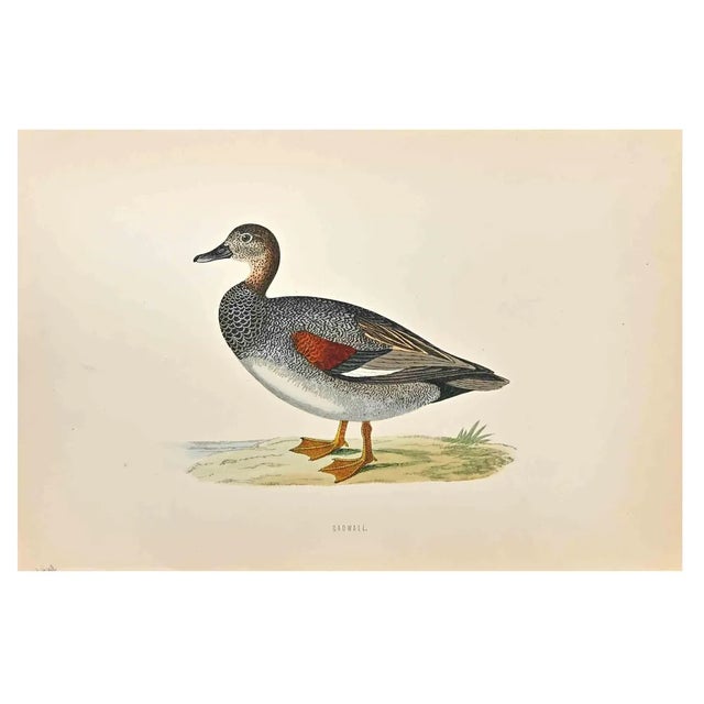 Alexander Francis Lydon, Gadwall, Woodcut Print, 1870 For Sale