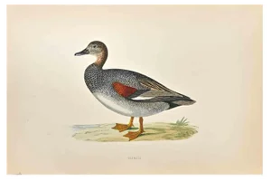 Alexander Francis Lydon, Gadwall, Woodcut Print, 1870