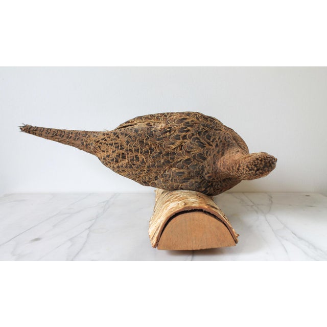 Vintage Taxidermy Ringneck Pheasant Mounted on Birchwood For Sale - Image 10 of 11