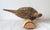 Vintage Taxidermy Ringneck Pheasant Mounted on Birchwood For Sale - Image 10 of 11