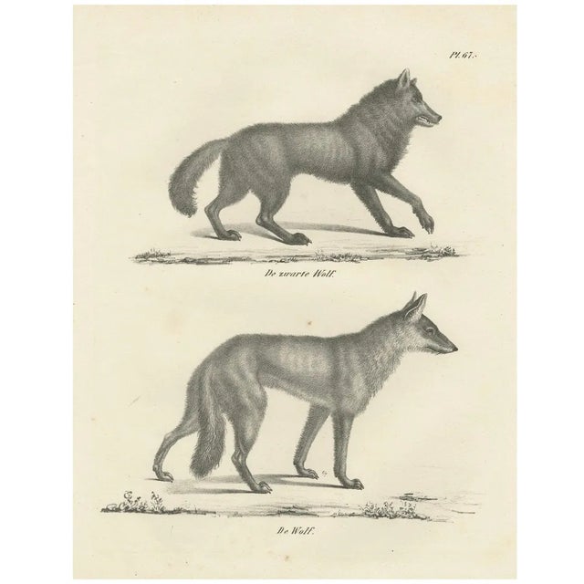 C.C. G. Zool., The Black Wolf and Grey Wolf, 1836, Lithograph For Sale