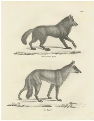 C.C. G. Zool., The Black Wolf and Grey Wolf, 1836, Lithograph