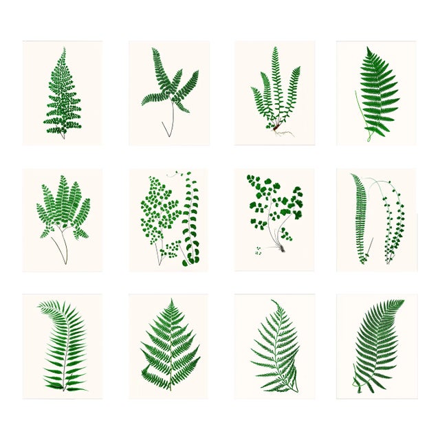 British Fern Contemporary Reproduction Print Collection, Set of 12 For Sale
