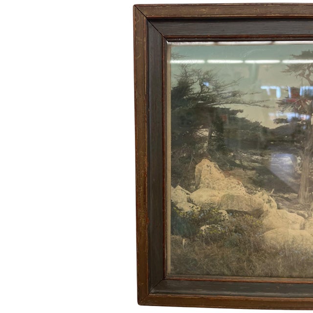 1970s Vintage Framed Tinted Coastal Landscape Photograph of Cypress Trees on Rocky Shoreline. For Sale - Image 5 of 10
