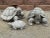 Stone Cast Stone Tortoise Garden Ornament For Sale - Image 7 of 7