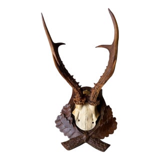 Roe Deer Trophy 83 Black Foreset Antlers For Sale