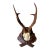 Roe Deer Trophy 83 Black Foreset Antlers For Sale
