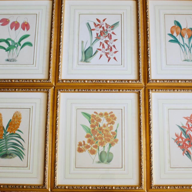 In very fine gilt wood frames, this set of antique botanical lithographs comes from the published series known as the...
