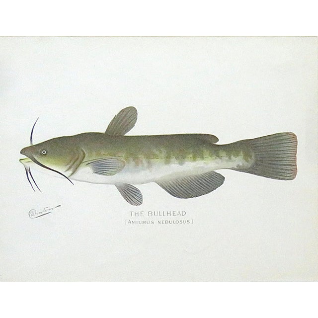 Realism Set of 3 Original Antique Denton Framed Fish Prints C. 1900 For Sale - Image 3 of 6