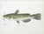Realism Set of 3 Original Antique Denton Framed Fish Prints C. 1900 For Sale - Image 3 of 6
