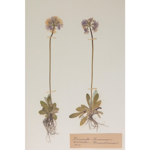 Wood Custom Framed Antique Swedish Herbarium Botanical Specimens For Sale - Image 7 of 12