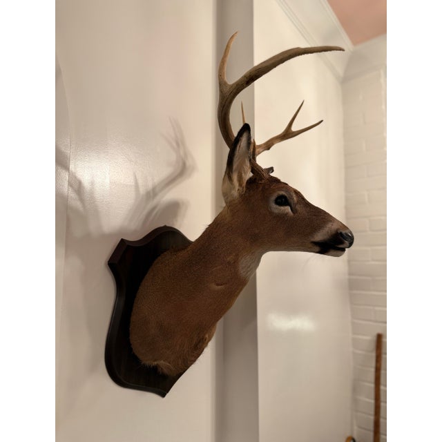 1990s 1990s White-Tailed Deer Taxidermy Mount on Wood Plaque - 7 Point For Sale - Image 5 of 12