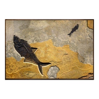 Fossil Fish Mural 8780am For Sale