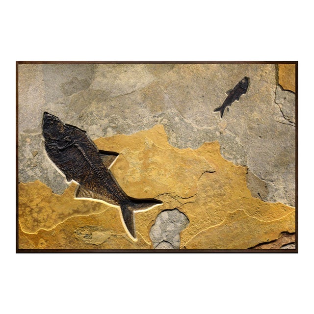 Fossil Fish Mural 8780am For Sale