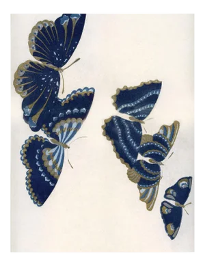 Kono Butterflies 17, Unframed Artwork