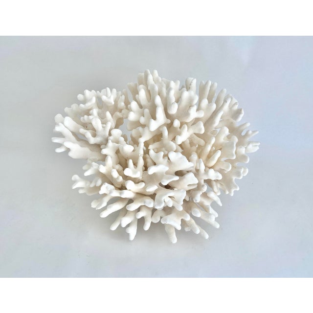 Extraordinary Natural Pacific Elkhorn Coral Specimen For Sale - Image 9 of 9