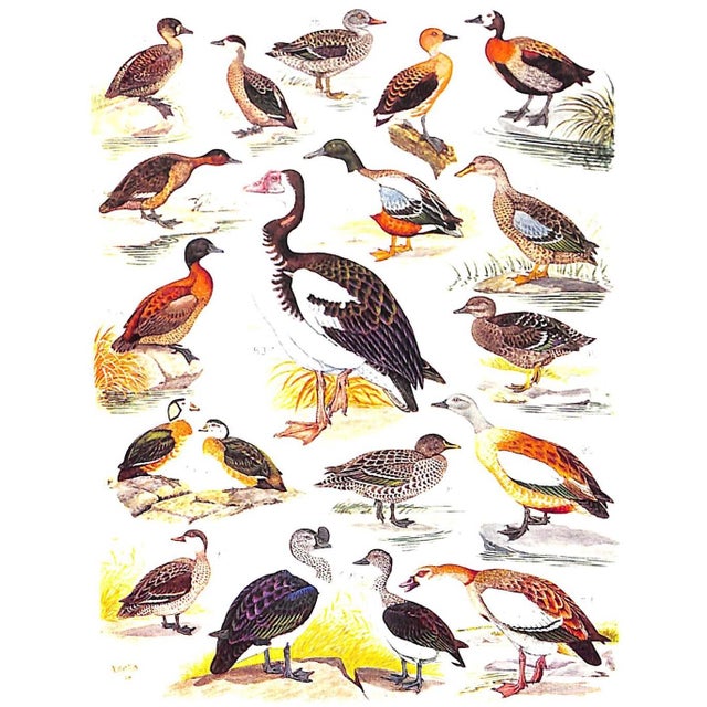 Paper "The Birds of South Africa" 1944 Roberts, Dr. Austin For Sale - Image 7 of 8