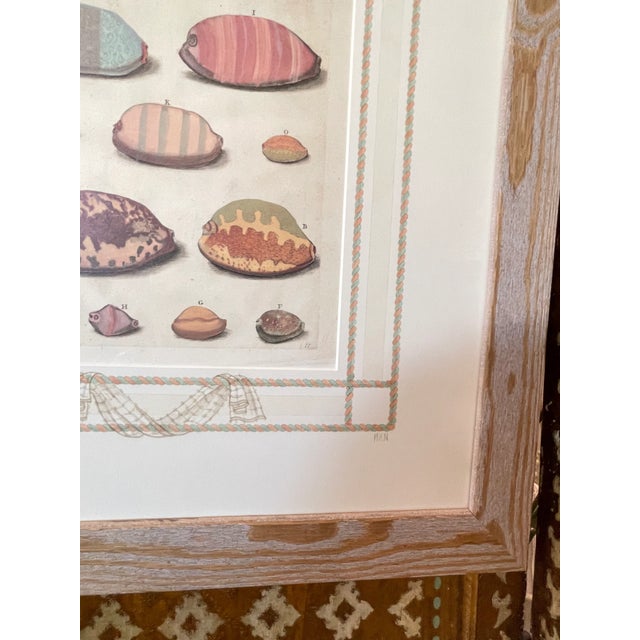 Custom Framed Antique Print ft. Shells with Hand-painted Matte For Sale - Image 4 of 4