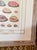 Custom Framed Antique Print ft. Shells with Hand-painted Matte For Sale - Image 4 of 4
